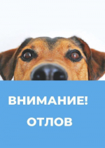 Отлов собак!