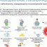 Геморрагическая лихорадка с почечным синдромом - Асекеевский район