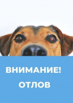 Отлов собак!